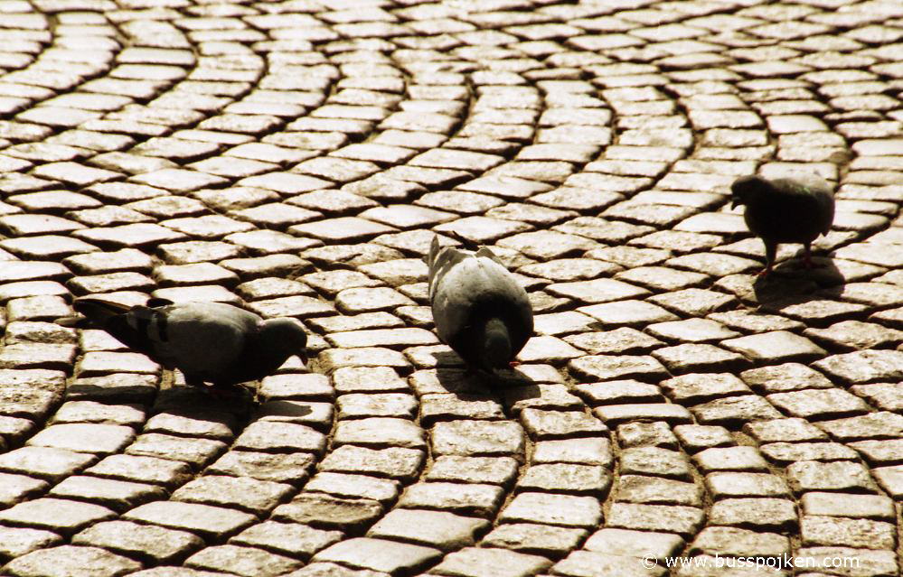 Pigeons, Borås.