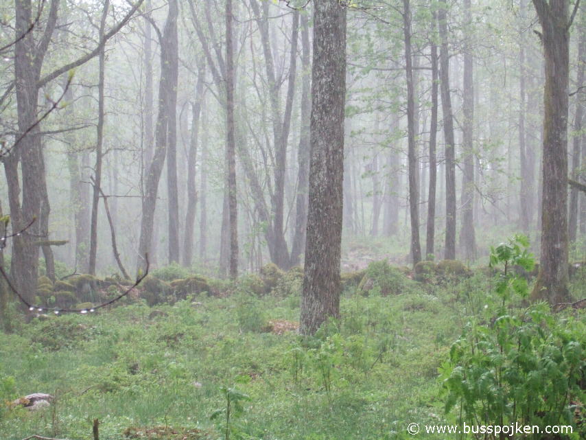 Downpour in Brämhult.