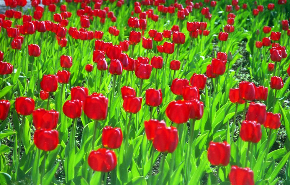Tulips in Nyköping, 2001.